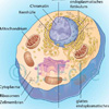 Tierzelle Zellkern Mitochondrium Golgiapparat Ribosomen