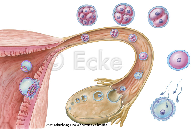Befruchtung Eizelle Zellstadien