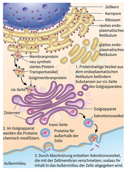 Endomembransystem