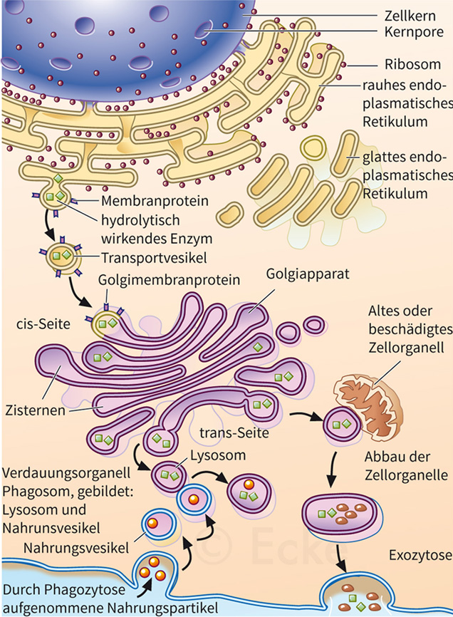 Endozytose Exozytose Lysosomen