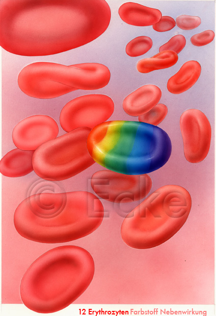 Erythrozyten kreativ