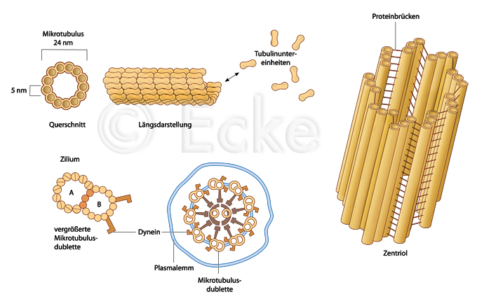 Mikrotubuli