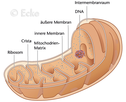 Mitochondrium