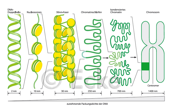 Packungsdichte DNA