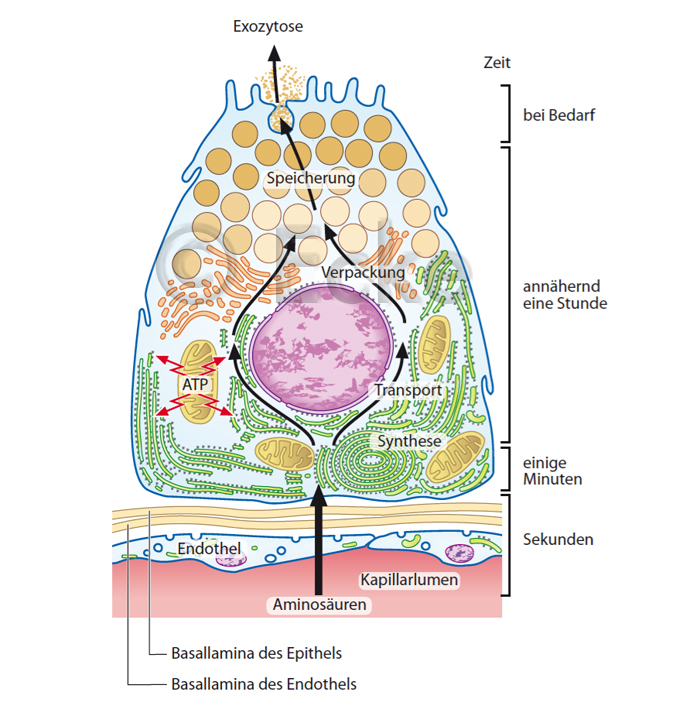 Pankreas Zelle Zellkern Mitochondrium Golgi Apparat