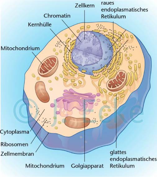 Tierzelle Zellkern Mitochondrium Golgiapparat Ribosomen