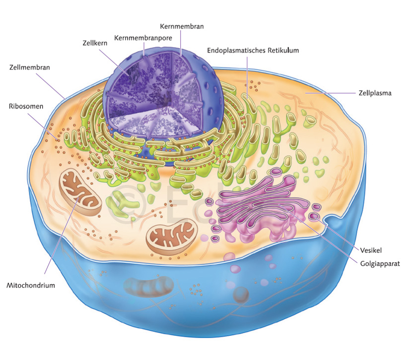 Zelle Zellkern Chromatin