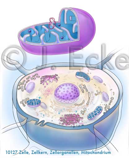 Zelle Zellkern Retikulum Mitochondrien Golgi Apparat