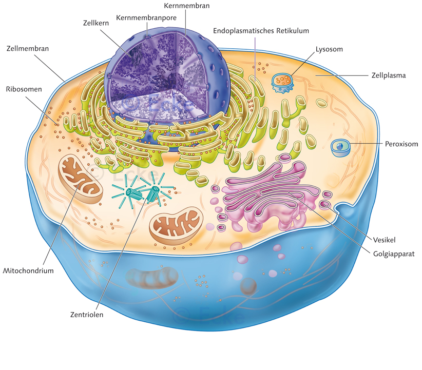 Zelle eukaryotische Zelle Zellorganellen