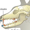 Hund Hundeschaedel Reisszahn Eckzahn Backenzahn