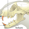 Katze Schaedel Eckzahn Schneidezaehne