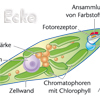 Euglena