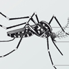 Asiatische Tigermuecke Aedes albopictus