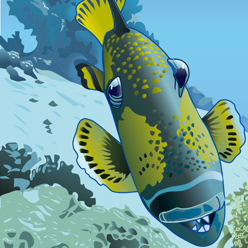 Drueckerfisch Triggerfish