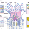 Korallen Polyp Mesenterien Cnidoglandularband Mesogloea Calcioblasten Korallen Polyp Mesenterien Cnidoglandularband Mesogloea Calcioblasten