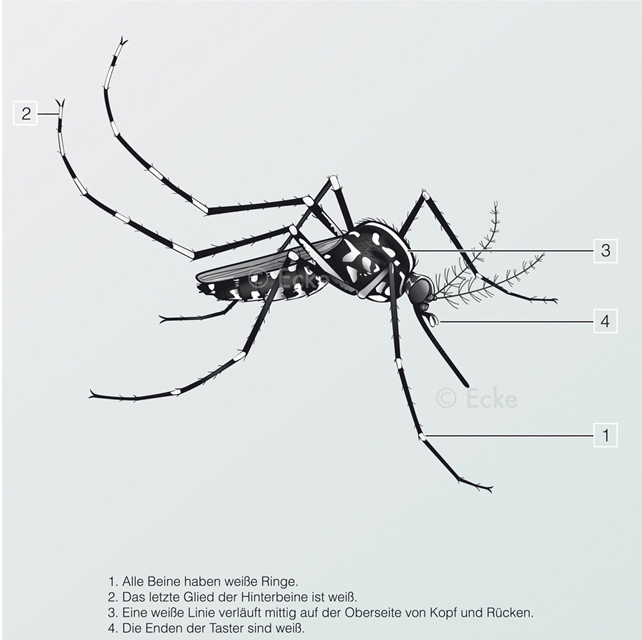 Asiatische Tigermuecke Aedes albopictus