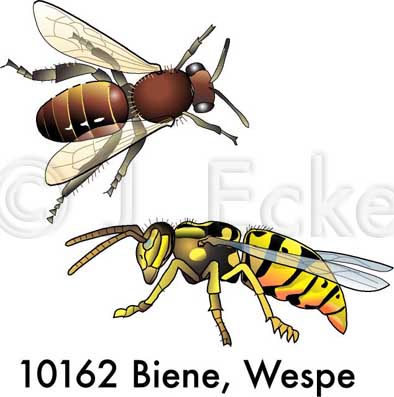 Biene Wespe