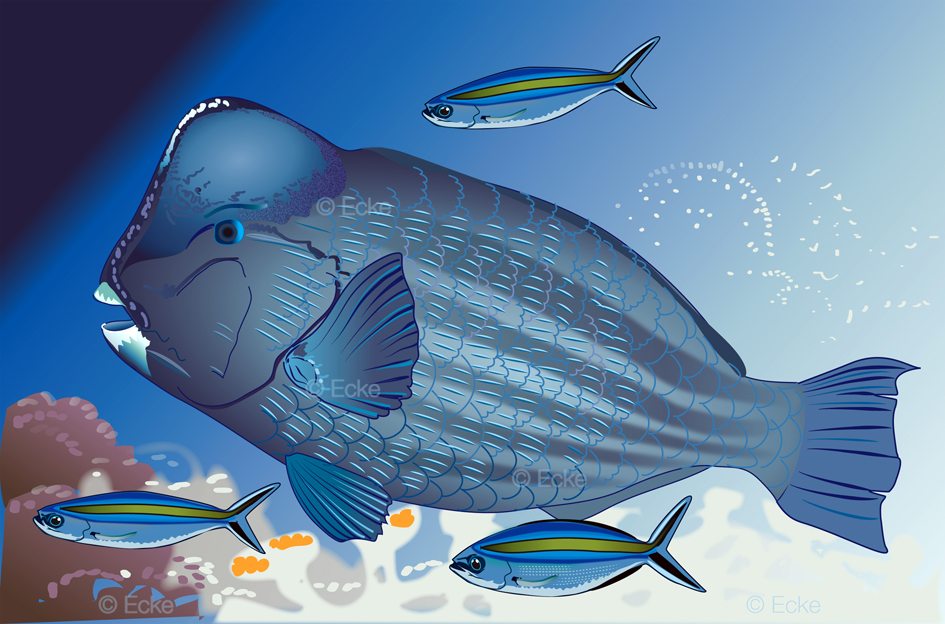 Bueffelkopf Papageienfisch Bumphead Parrotfish