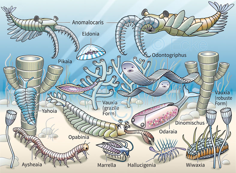 Burgess Schiefer Anomalocaris Hallucigenia Pikaia