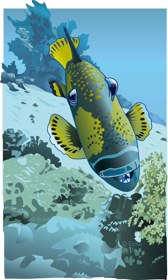 Drueckerfisch Triggerfish