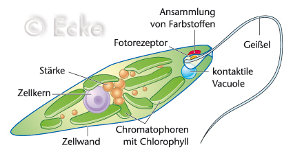 Euglena