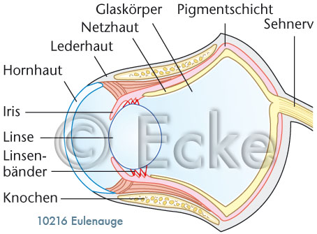 Eulenauge