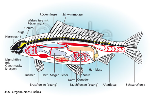 Fischorgane