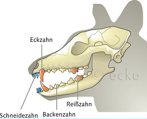 Hund Hundeschaedel Reisszahn Eckzahn Backenzahn