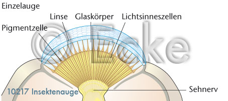 Insektenauge