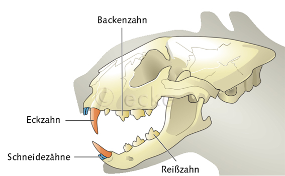 Katze Schaedel Eckzahn Schneidezaehne