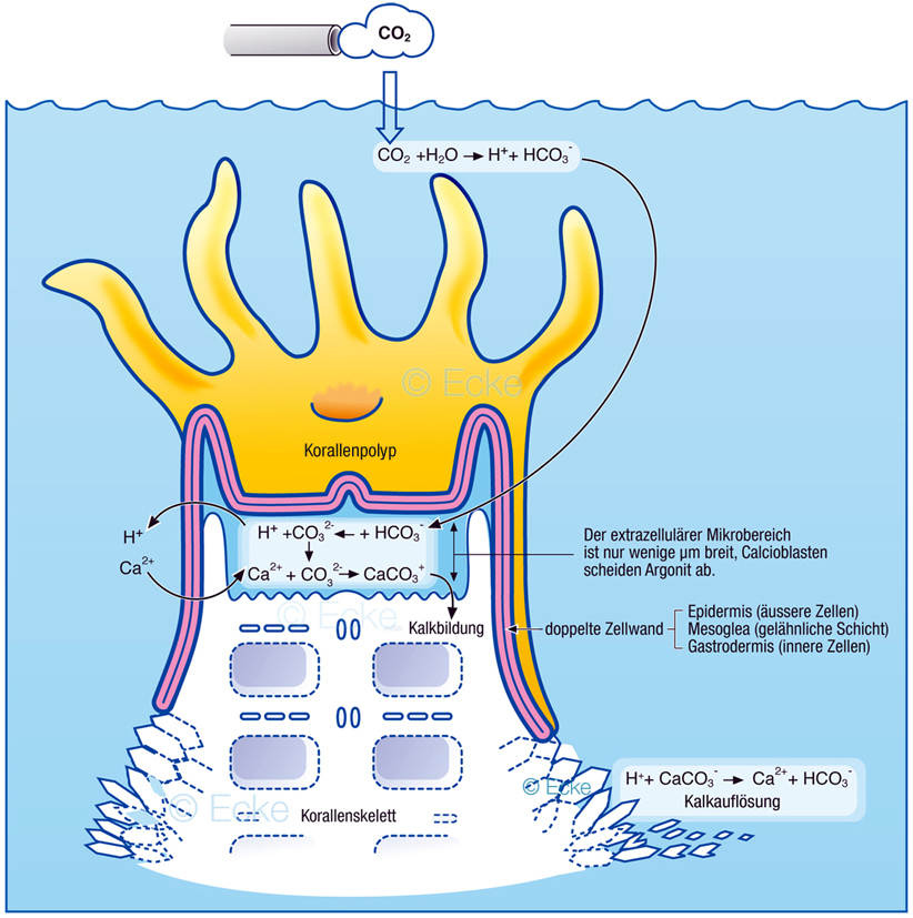 Koralle Polyp Korallenskelett Kalzifizierung CO2