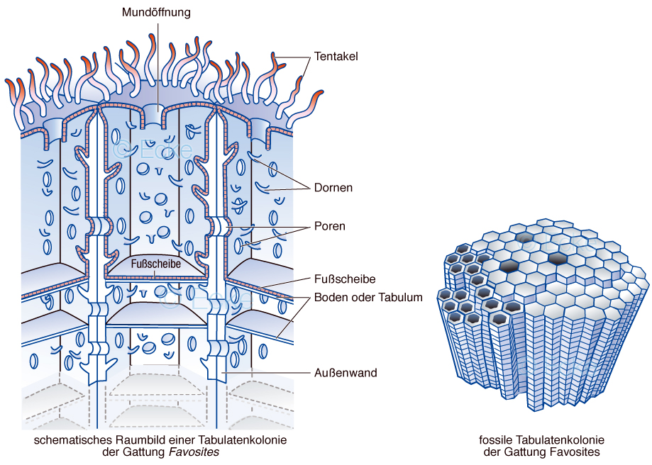 Korallen Tabulatenkolonie Favosites
