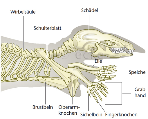 Maulwurf Sichelbein Grabhand Schaedel