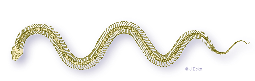 Schlangenskelett