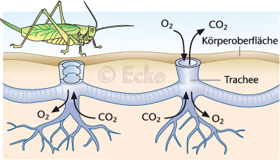 Tracheen Atmung