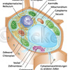 pflanzliche Zelle