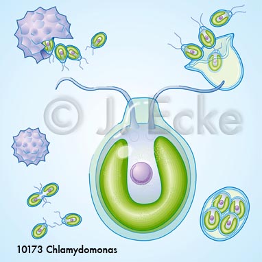 Chlamydomonas