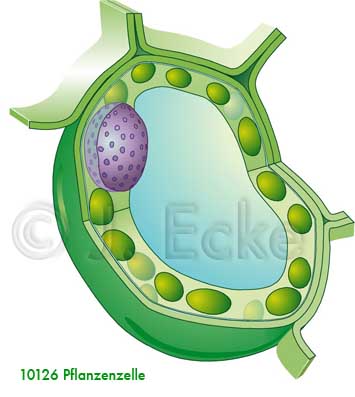 Pflanzenzelle