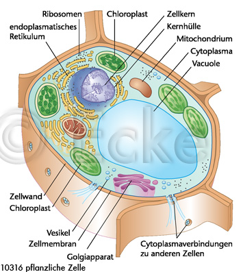 pflanzliche Zelle