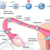 befruchtungsmethoden