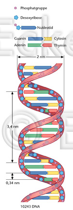 DNA