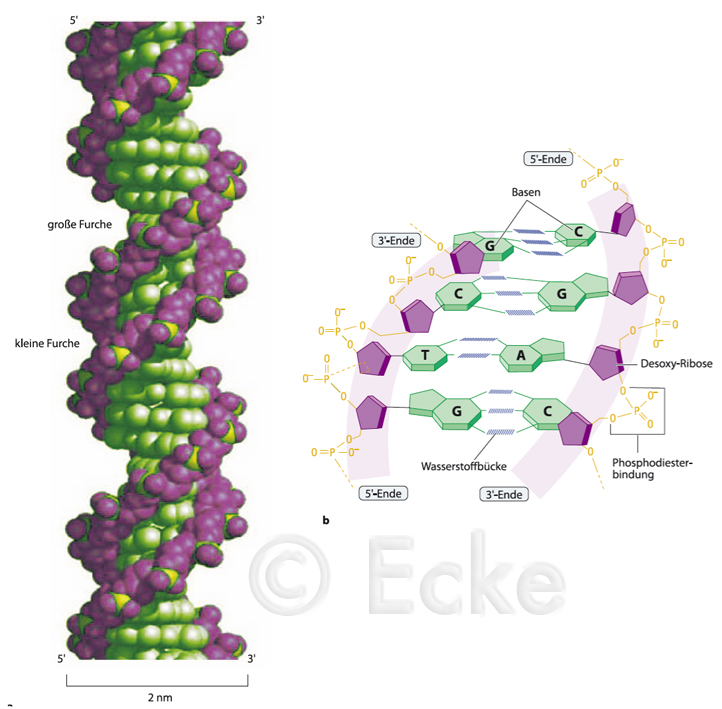 DNA Aufbau