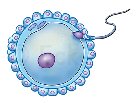 Eizelle Spermie Polkoerper zona pellucida