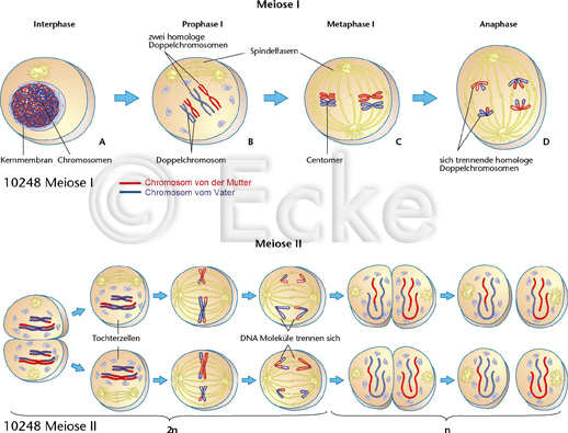 Meiose