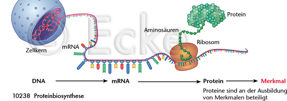 Proteinbiosynthese