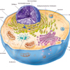 Zelle eukaryotische Zelle