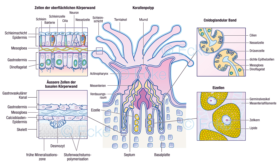 Korallen Polyp Mesenterien Cnidoglandularband Mesogloea Calcioblasten