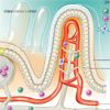 intestinales Immunsystem