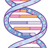 DNA Doppelhelix