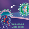 HIV Zyklus Medizin Grafik